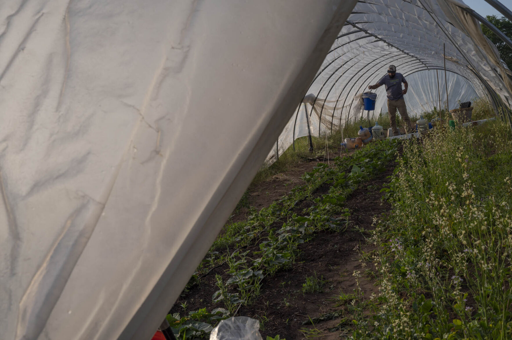 Organic farming brings food home